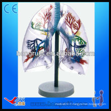 ISO Modèles de segments de poumons anatomoïdes anatomiques transparents